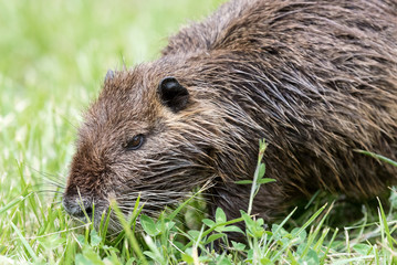 coypu or nutria (Myocastor coypus)