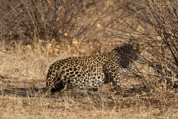 Leopard, Madikwe Game Reserve