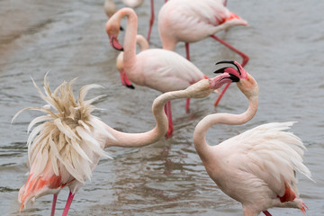Greater flamingo (Phoenicopterus roseus), Camargue, France