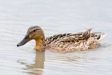 mallard or wild duck (Anas platyrhynchos), female