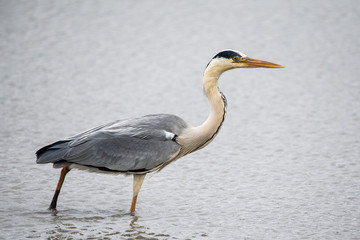 Grey heron (Ardea cinerea)
