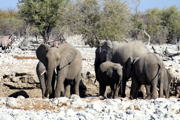Elefanten am Wasserloch im Etosha Nationalpark