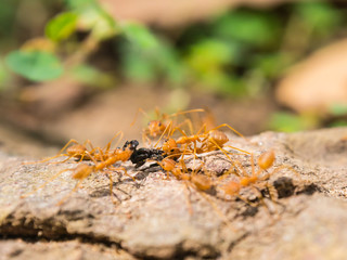 A group of ants attacking a worm