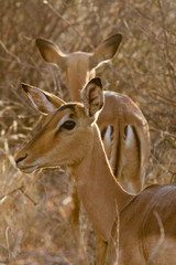Impala, Madikwe Game Reserve