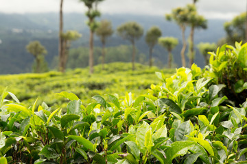 Fototapeta na wymiar tea leaves on tea plantation selective focus