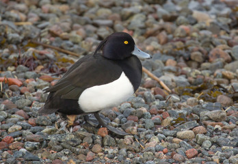 A male Tufted duck resting on a rocky beach.