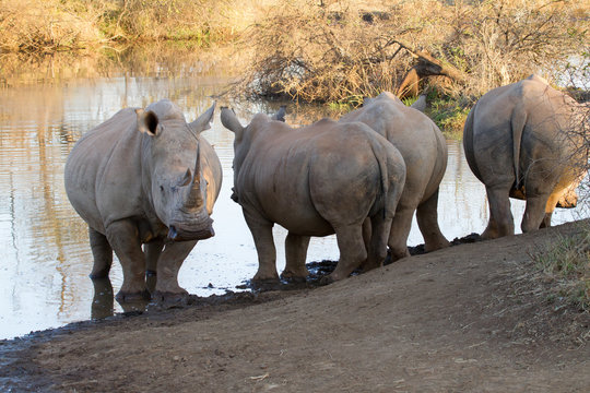 White Rhino, Madikwe Game Reserve