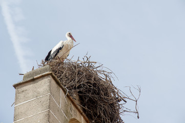 Cigüeña en campanario