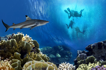 Obraz premium Lemon Shark i Scuba Divers