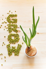 Word Grow made of mung beans. Growing onion with beautiful green fresh sprout in a white cup standing on light wooden table surface with empty space, top view.
