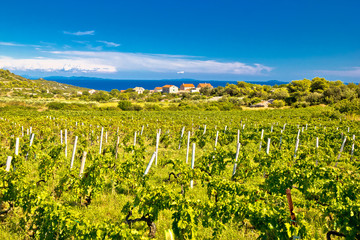 Fototapeta na wymiar Island of Vis vineyards panorama