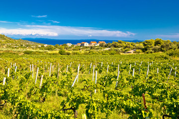 Island of Vis vineyards panorama