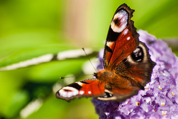 Obraz premium Beautiful butterfly on a branch of flowers.