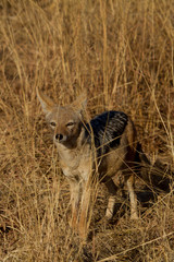 Black-Backed Jackal, Madikwe Game Reserve