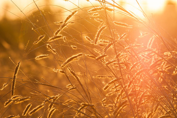 Grass prairie sun