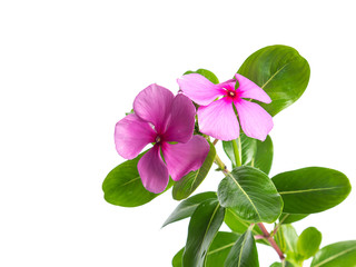 Catharanthus roseus flowers