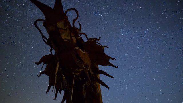 MoCo Astro Timelapse of Stars over Dragon Sculpture in Anza Borrego 