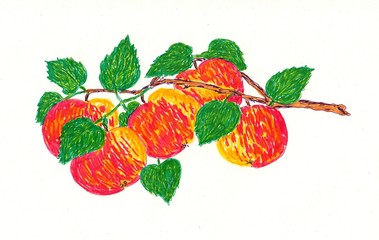 Hand drawn multicolor illustration with nature theme (branch with apples) - scan