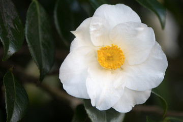 White Camellia in flower with yellow stamens. Single flower with seven regular petals, with prominent display of stamens and pistils. Flowering in Bute Park, Cardiff