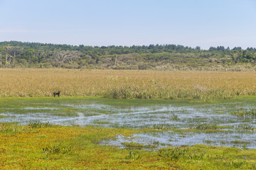 Dog at Swamp in Lagoa do Peixe lake