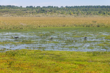 Fototapeta na wymiar Maguari Stork birds at Swamp in Lagoa do Peixe lake