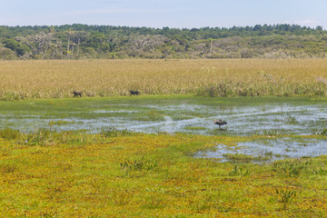 Fototapeta na wymiar Two dogs and one Maguari Stork bird at Swamp in Lagoa do Peixe lake