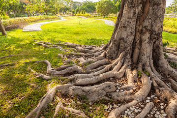 Tree roots