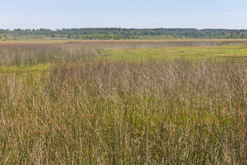 Swamp at Lagoa do Peixe lake