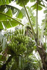 Obraz premium Banana tree 