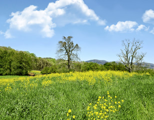 Spring Pasture Landscape