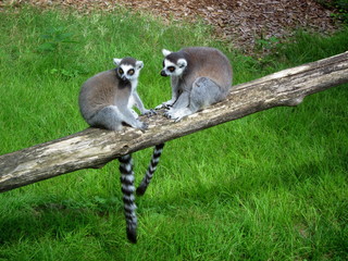 Lémuriens du Parc Borghese