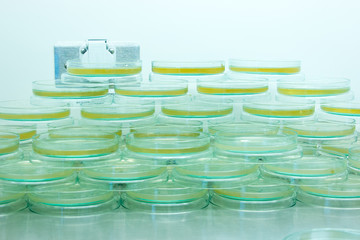 Petri Dish for culture Inoculum tests in Biological safety cabinets lab.