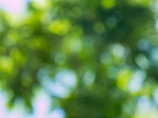 Natural green blurred bokeh background.