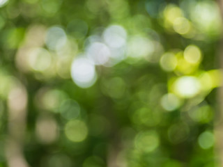 Natural green blurred bokeh background.