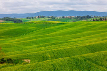Fototapeta na wymiar summer rural landscape with wavy hills in Tuscany