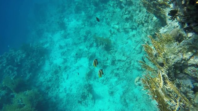 Two butterfly fish floating on the sea bottom. Video in a slowed fourfold. Slow motion