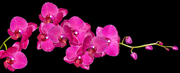 Orchid flower isolated on black background.