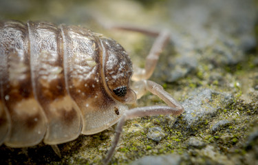 Woodlouse (Oniscidea)