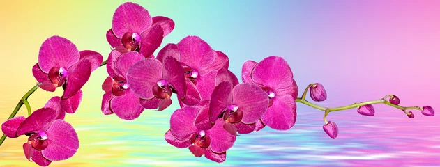 Printed roller blinds Pink Colorful bright orchid flowers on a background of the summer landscape.