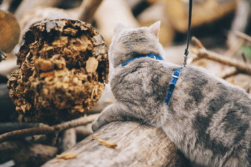 Adorable little baby scottish straight cat having a stroll outdoors wearing a cats breast-band (collar)