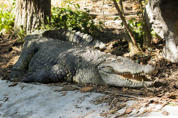 Image of a crocodile on nature background. Wild Animals.
