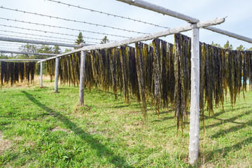 Сушка водорослей Ламинария на открытом воздухе на Соловках