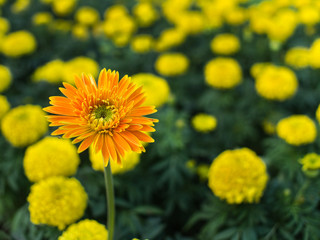 Yellow Gerbera Flower  in Others Yellow