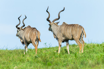 Buck Kudu Wildlife Animal Walking Grassland