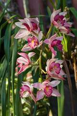 Chinese ground orchid blooming and leaf.