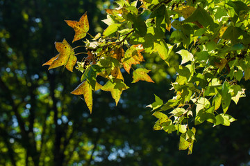 green Maple tree leaves as very nice green background