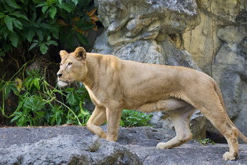 Image of a female lion on nature background. Wild Animals.