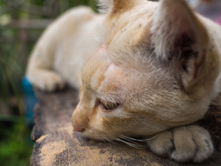 Stray Cat Yellow White Striped Head Notch Sleeping