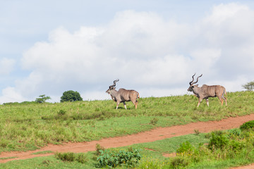 Naklejka na ściany i meble Buck Kudu Wildlife Animal Walking Grassland
