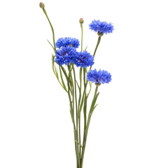 Fototapeta premium Blue Cornflower Herb or bachelor button flower bouquet isolated on white background cutout